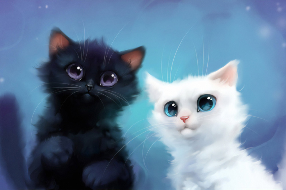 Котята: два пушистика черный и белый