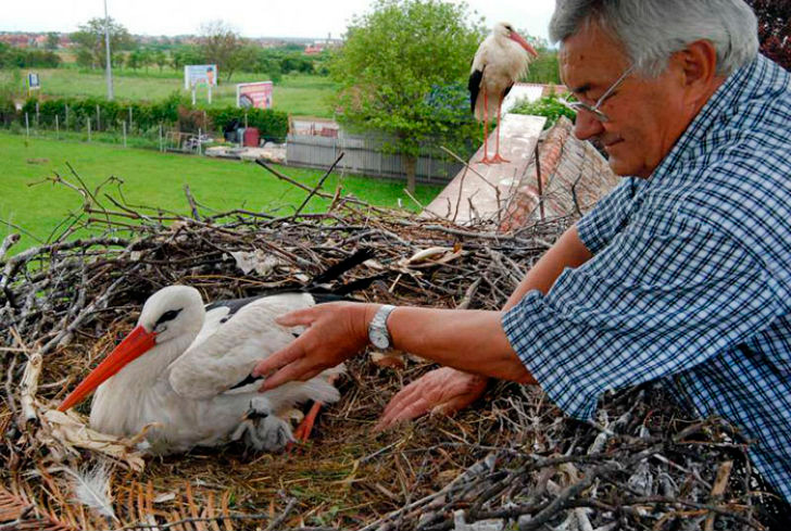 Аисты на крыше дома