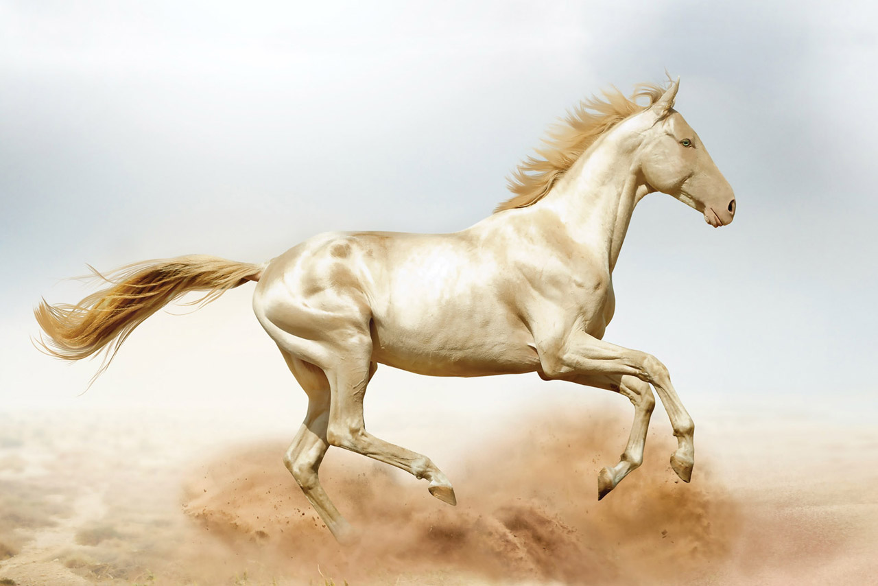 Изабелловая масть лошадей