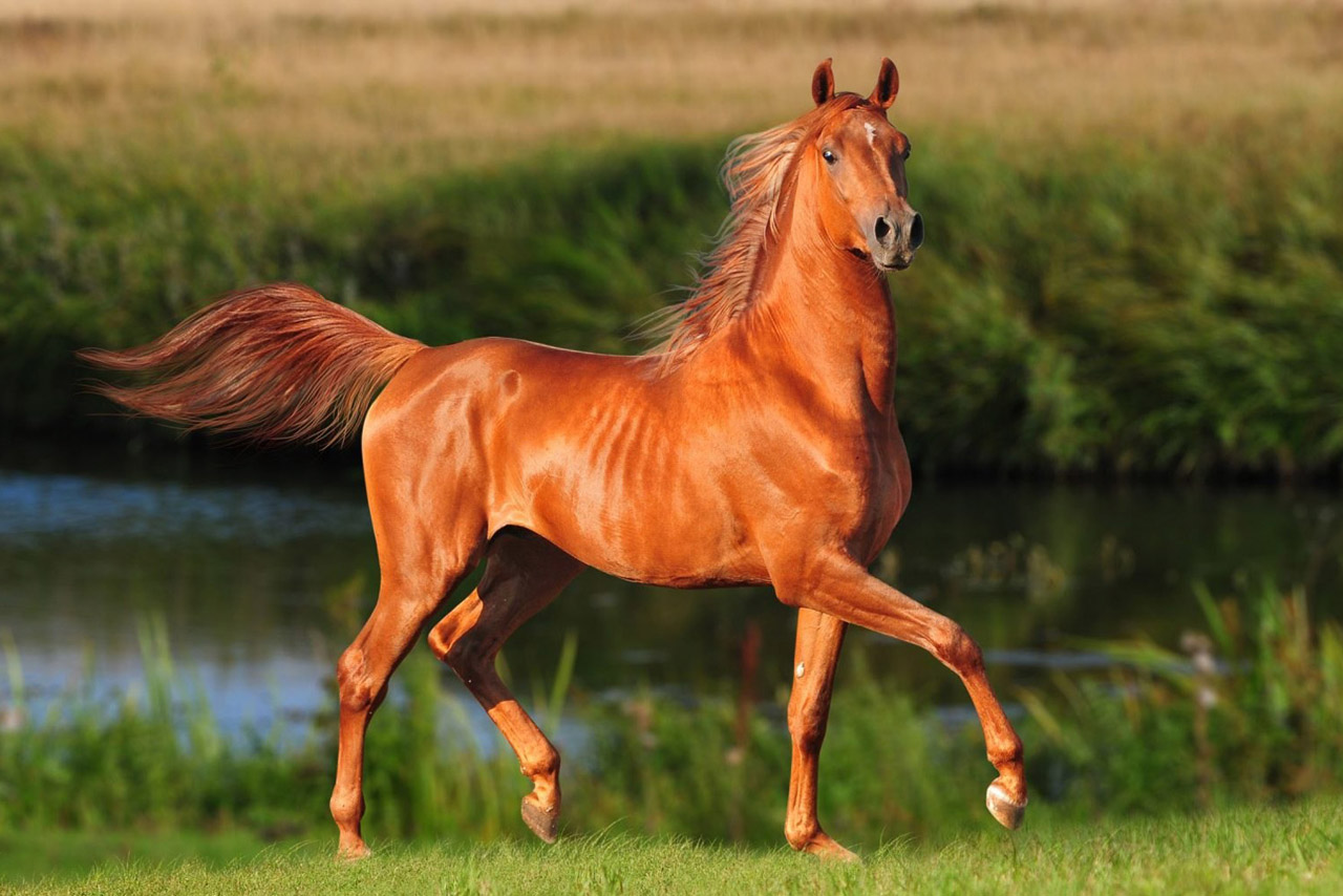 Рыжая масть лошадей