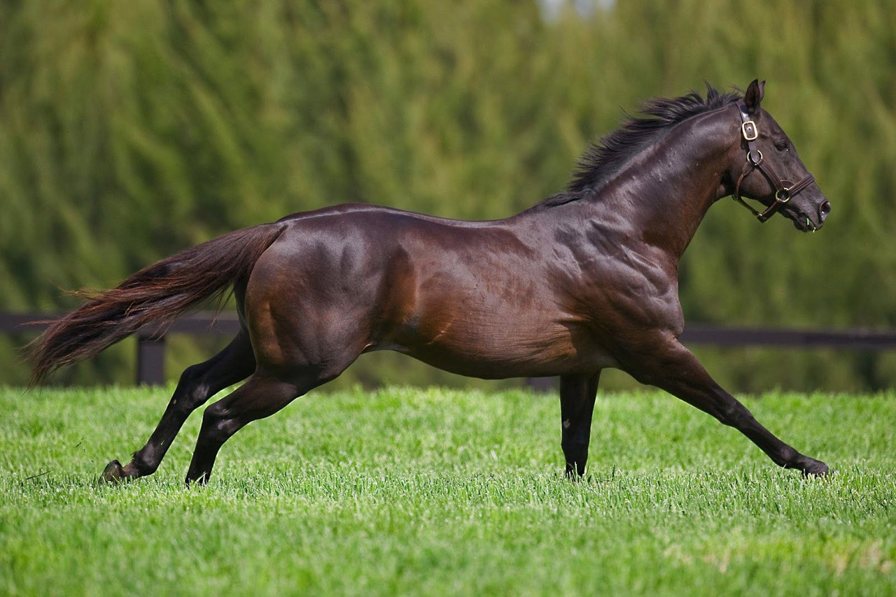 Бурая масть