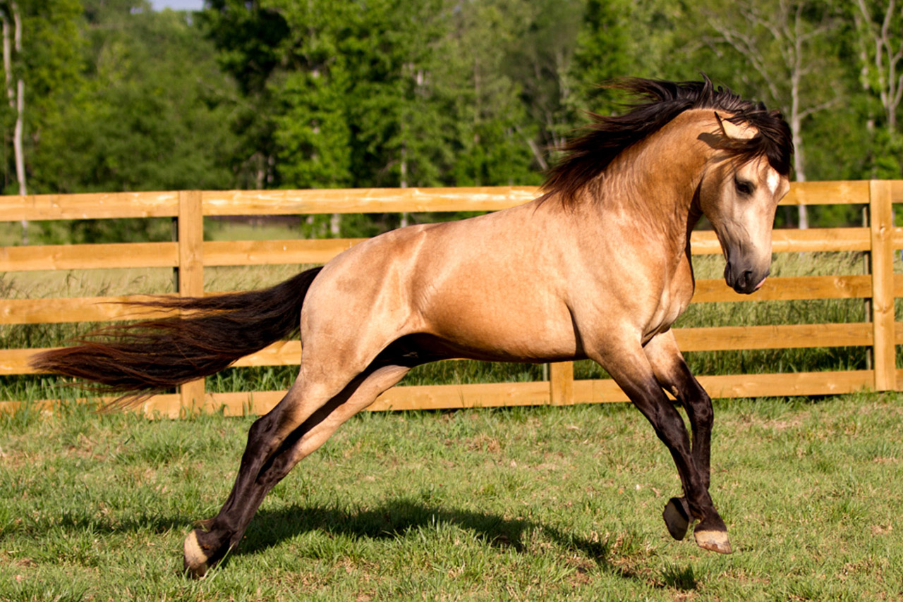 Саврасая масть лошади