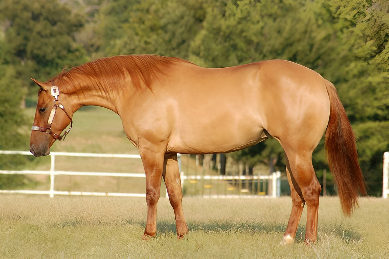 Каурая масть