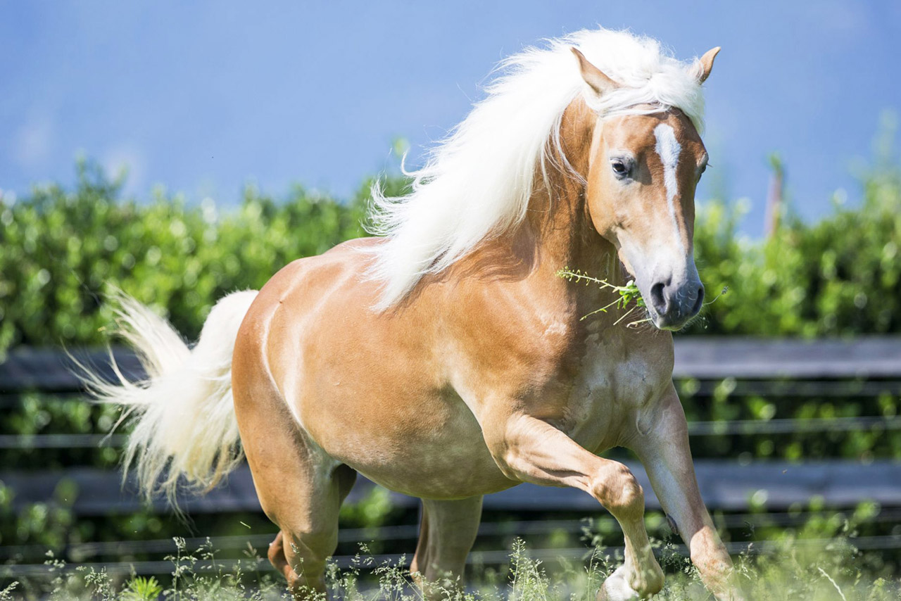 Игреневая масть