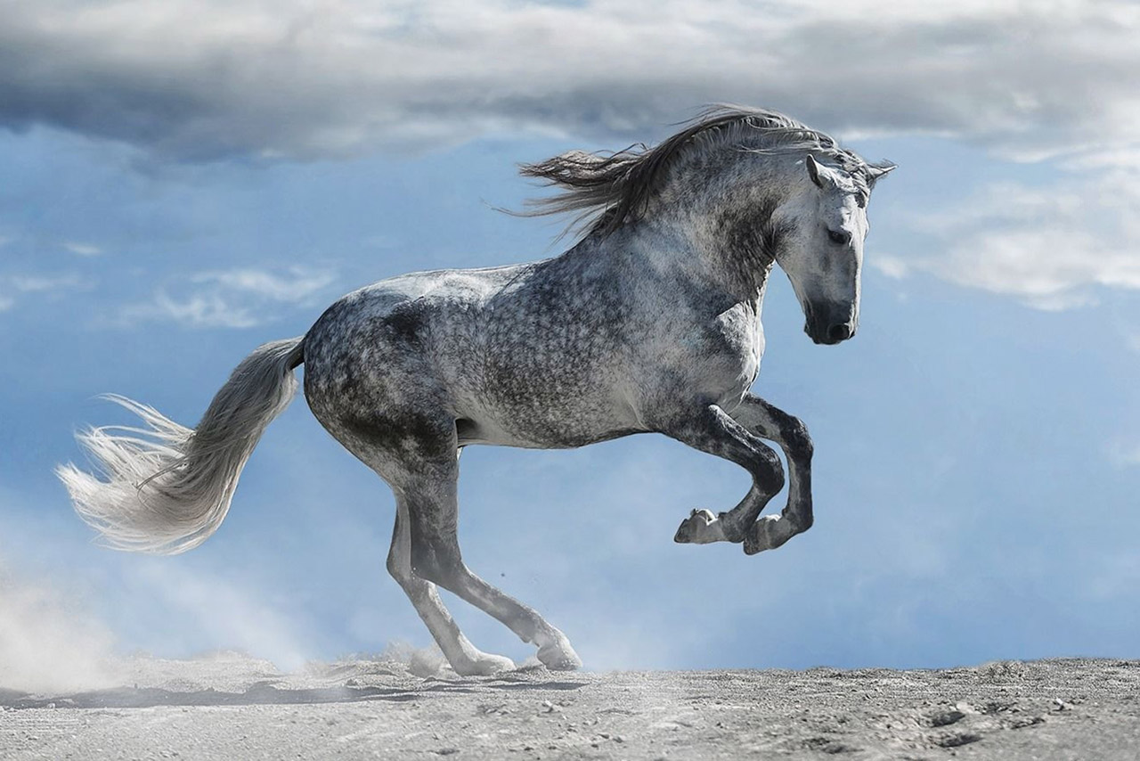 Серая масть лошадей