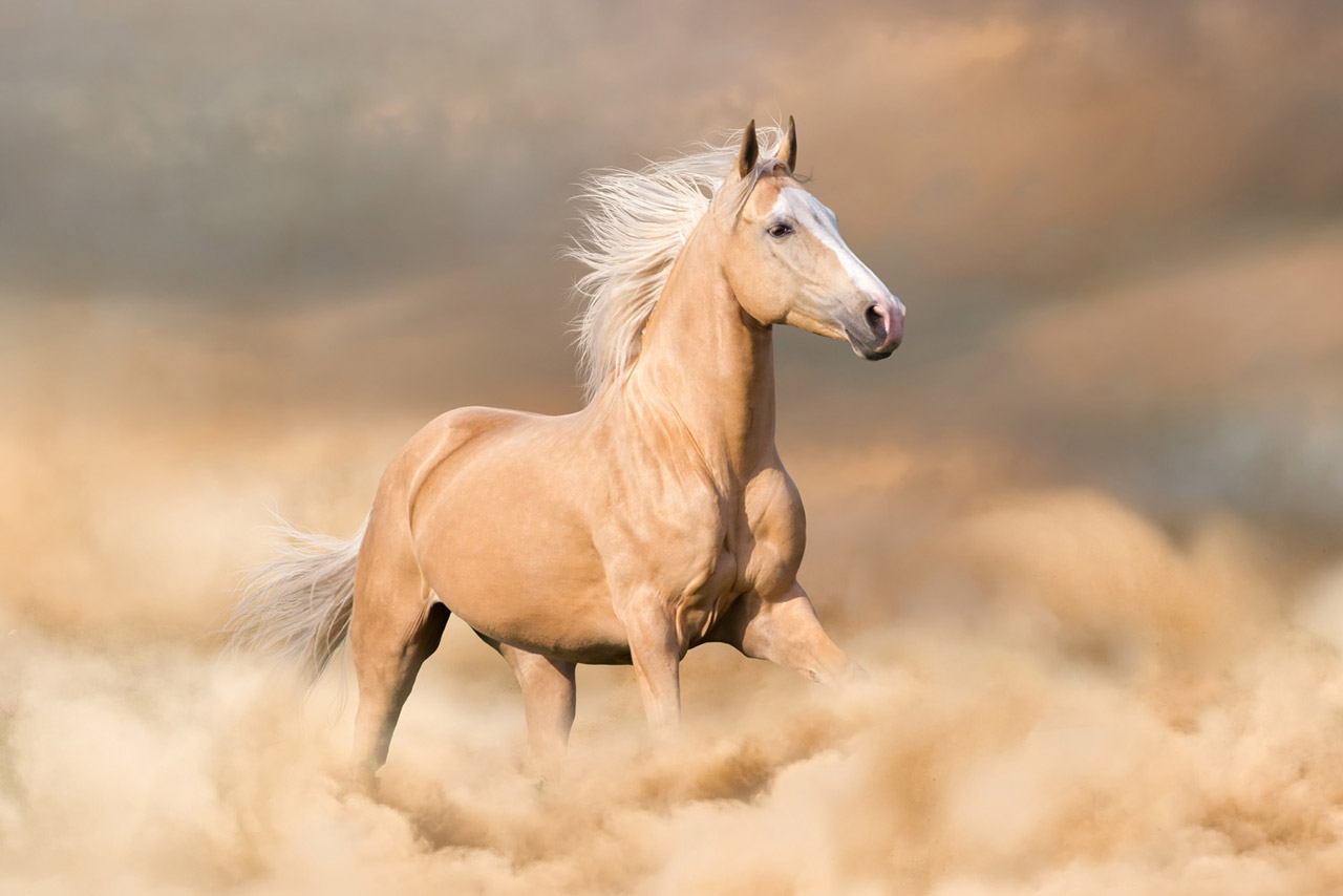 Соловая масть лошадей