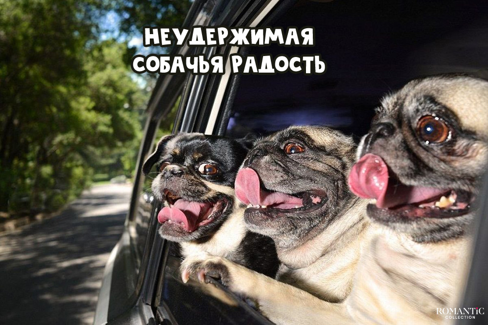 Прикольные подписи к фото с собаками
