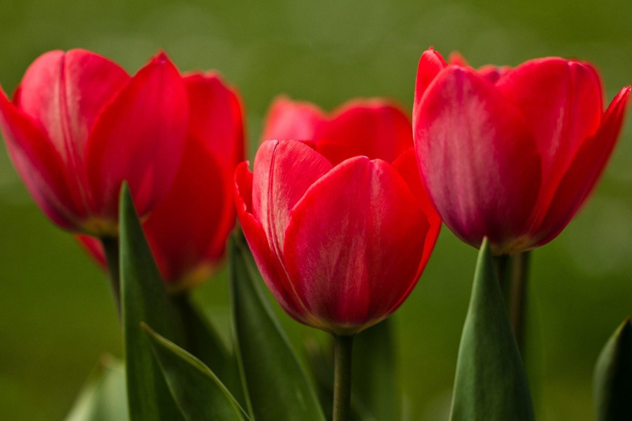 Символ любви: тюльпан
