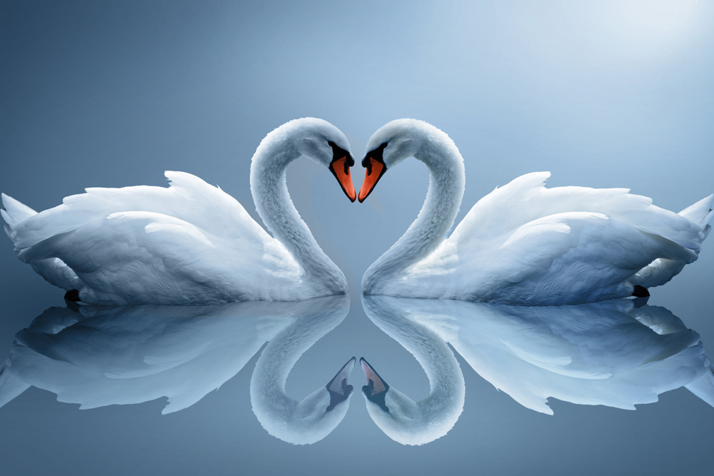 Лебеди — символ любви и верности