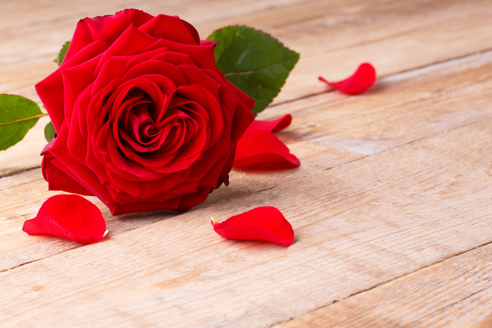 Алая роза — символ любви