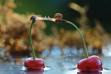 25 фотографий, доказывающих, что в мире животных существует романтика и любовь