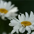 Иногда мы говорим совсем не то, что хотели сказать...