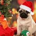 С Новым годом и Рождеством! Так скучаю по тебе...