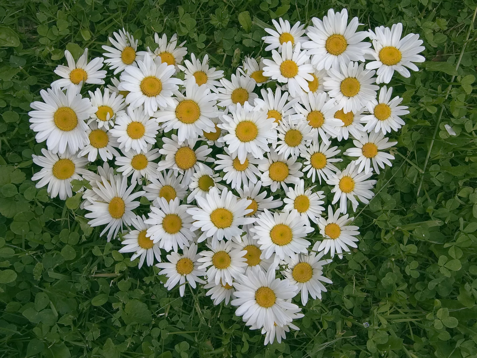 Сердце из ромашек