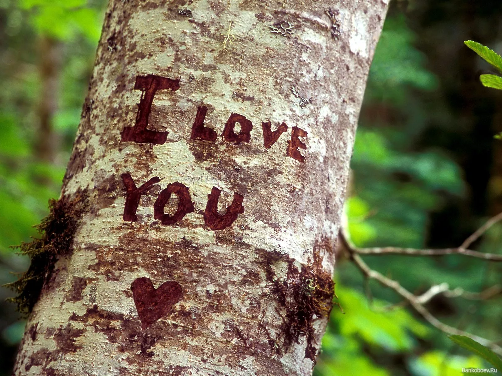 I Love You на березе