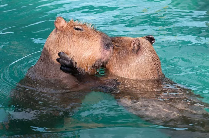 Нежность