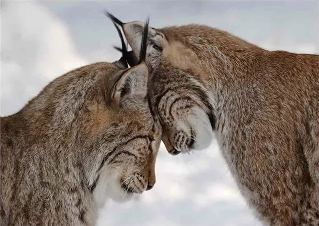 Нежность