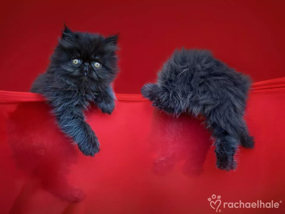 Пушистый мир Rachael Hale