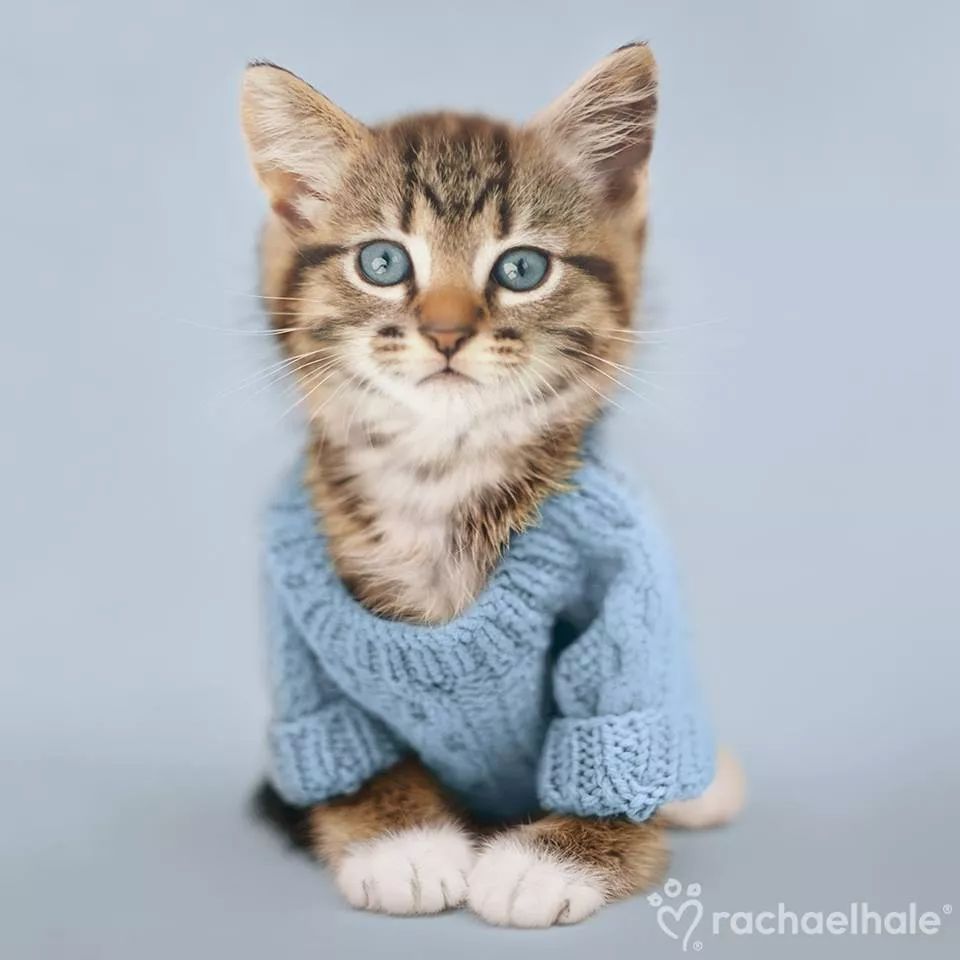 Пушистый мир Rachael Hale