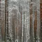 Зимние пейзажи Kari Liimatainen