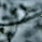 Зимние пейзажи Kari Liimatainen