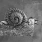Фотографии детей Anne Geddes