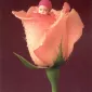Фотографии детей Anne Geddes