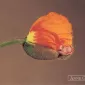 Фотографии детей Anne Geddes