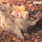 Фотографии детей Anne Geddes