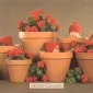 Фотографии детей Anne Geddes