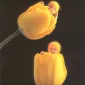 Фотографии детей Anne Geddes