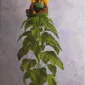 Фотографии детей Anne Geddes