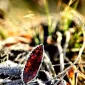 Зимние пейзажи Kari Liimatainen