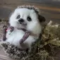 Очаровашки из войлока