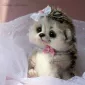 Очаровашки из войлока