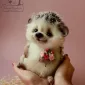 Очаровашки из войлока