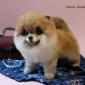 Очаровашки из войлока