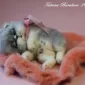 Очаровашки из войлока