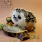 Очаровашки из войлока