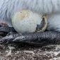 Как «рожают» и выхаживают своих детей пингвины: трогательные фото