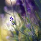 Макро фотографии Joakim Kraemer