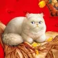 Плюшевая живопись Makoto Muramatsu