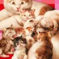 Плюшевая живопись Makoto Muramatsu