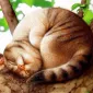Плюшевая живопись Makoto Muramatsu