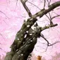 Плюшевая живопись Makoto Muramatsu