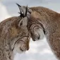Нежность