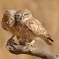 Нежность