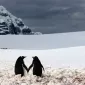 Нежность