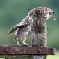 Нежность