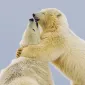 Нежность